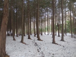 森の中の雪は中々溶けませんね