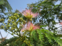 ネムノ花