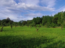 朝はこんなに晴れていたのに、雨になりました。やっと降ったので、涼しくなりました。