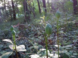 ウバユリも種になりました。種がはじけて飛んで、花が咲くには６～７年後とか。