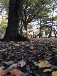 隣の多胡公園。100歳まで長生きされた、多胡ご夫妻位が、相続人がいなかった為、4000坪の土地を生前に市に寄贈しました。木々を愛した、ご夫妻は、木を一本も切ってはいけないという条件下を付けました。