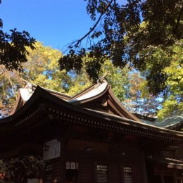 近くの座間神社。古い由緒ある神社です。私たち一組しかいませんでした。鳥の鳴き声と、宮司さんの祝詞だけ。静寂。 