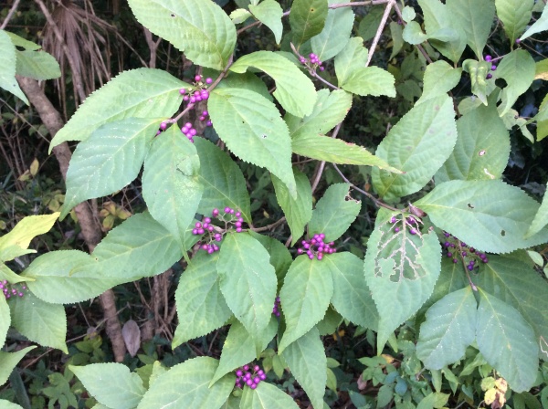 ムラサキシキブ。山野に生えています。 よく、庭にある枝に沢山ついて枝が、紫色のは、コムラサキシキブ。