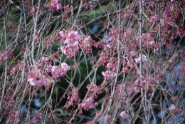 枝垂桜は２分咲きですね。