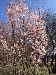5年前、友人のワンちゃんが急死して、この森が大好きだったので、偲ぶため、植樹しました。 敬翁桜。 5年前は、小さな苗でしたが、見上げるほど大きくなりました。