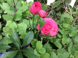 ラナンキュラス。 薄い花びらが幾重にもかさなり、薔薇のようです。