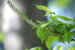 実はこれも桜です。 ウワミズサクラと言います。