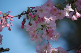 オモイガワ。 栃木県小山市から植えられました。 小山市には思川を言うところがあります。 うす優しいピンク色。