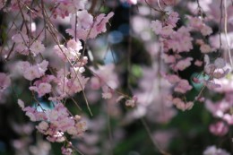 枝垂桜