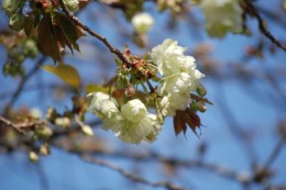 オオシマサクラ。 うすいクリーム色の花を咲かせます。 毎年この桜わ咲くのを楽しみにしている方が沢山いらっしゃいます。