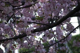 八重桜ではありません。みんなで名前が分からないので、コデマリ桜と呼んでいます。 鶯がいっぱいいます。