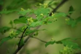 ニシキギの花