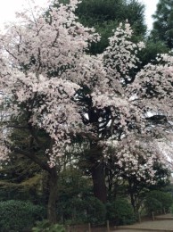 古河邸の八重桜。