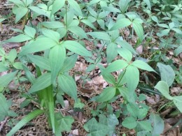 4枚あるはの上から、また4        枚の葉が出て、この植物の名前なんですか？