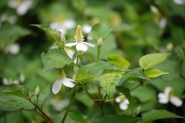 ドクダミの花が咲きだすとそろそろ梅雨入りですね。