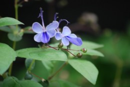 名前は忘れました。 アフリカの花みたい。