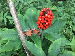ミミガタテンナンショウの赤い実。