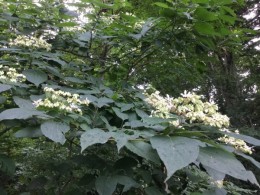 クサギの花。秋にはブルーの実を付けます。浅葱の藍に染まります。