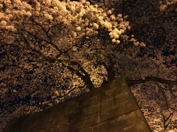 酔いこんころもちで、福井城址公園の夜桜見物。