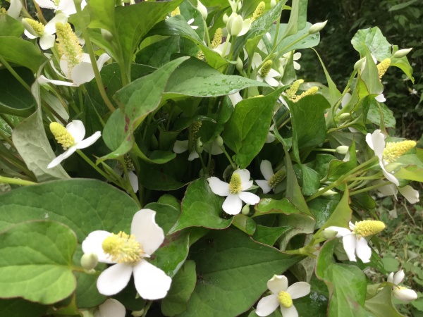十薬沢山摘みました。 森の十薬は、綺麗です。 洗って、干して、ハトムギに混ぜてお茶にします。 十字架の白い花がある時が収穫時です。