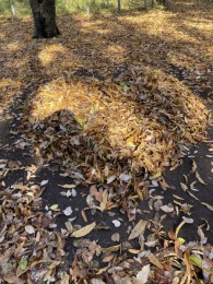 分かりますか？ 誰かが、枯葉でハートに♥️盛り上げました。 枯葉のアート