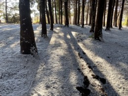 昨晩降った大雪の森